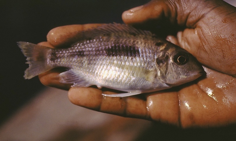 Otopharynx sp. 'heterodon likoma' Likoma Island